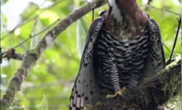 Wildlife Observation and Birdwatching Tour at CR Paraiso